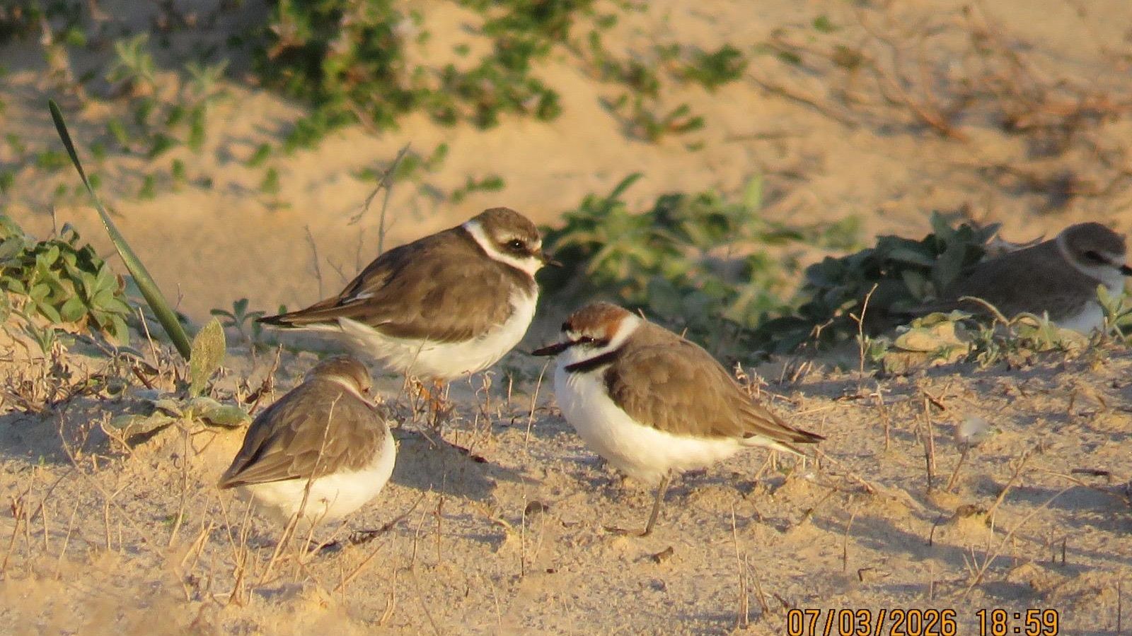 Ejemplares de chorlitejo patinegro en una playa gaditana.