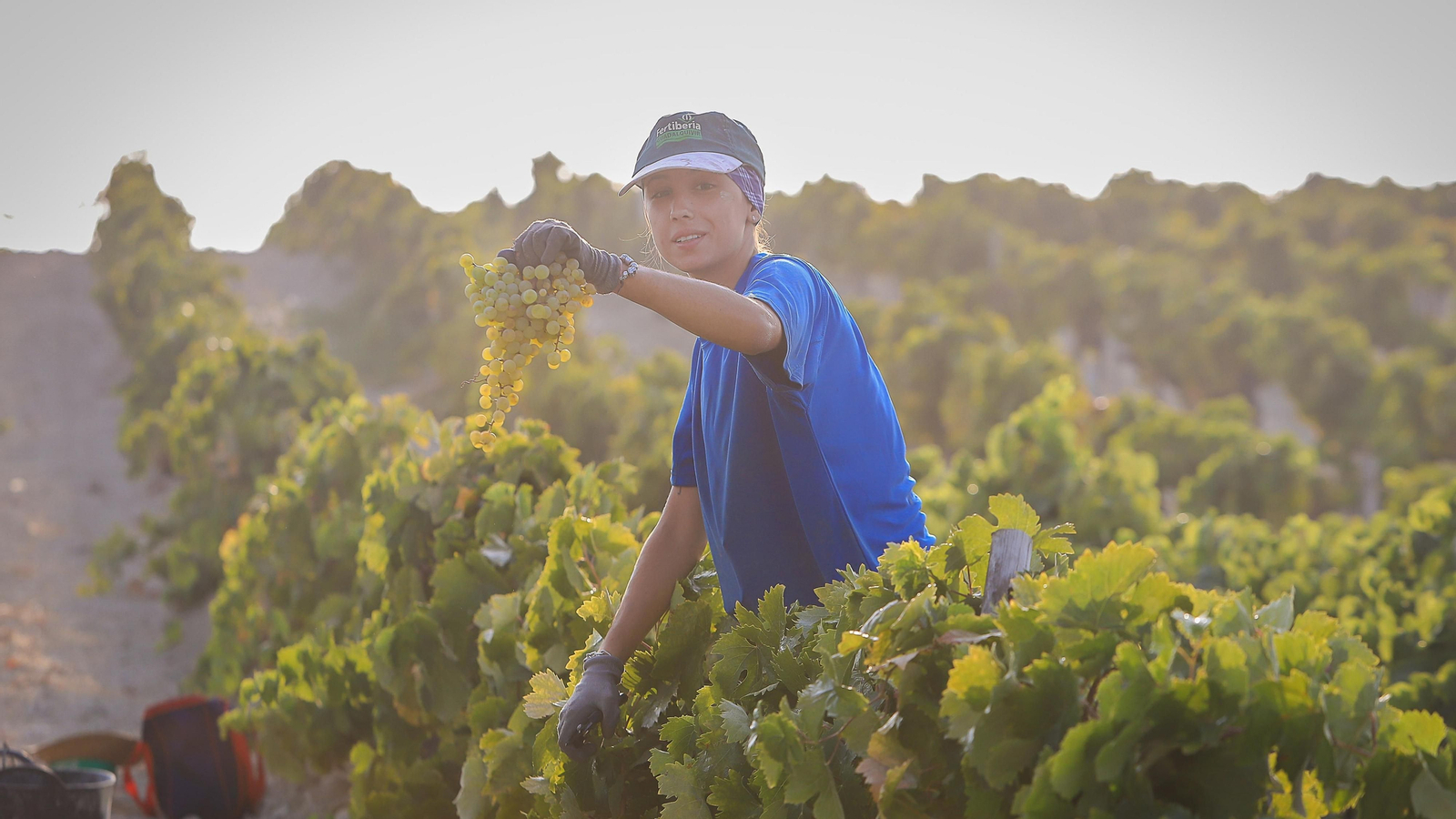 Imágenes de la vendimia de Bodega Estévez
