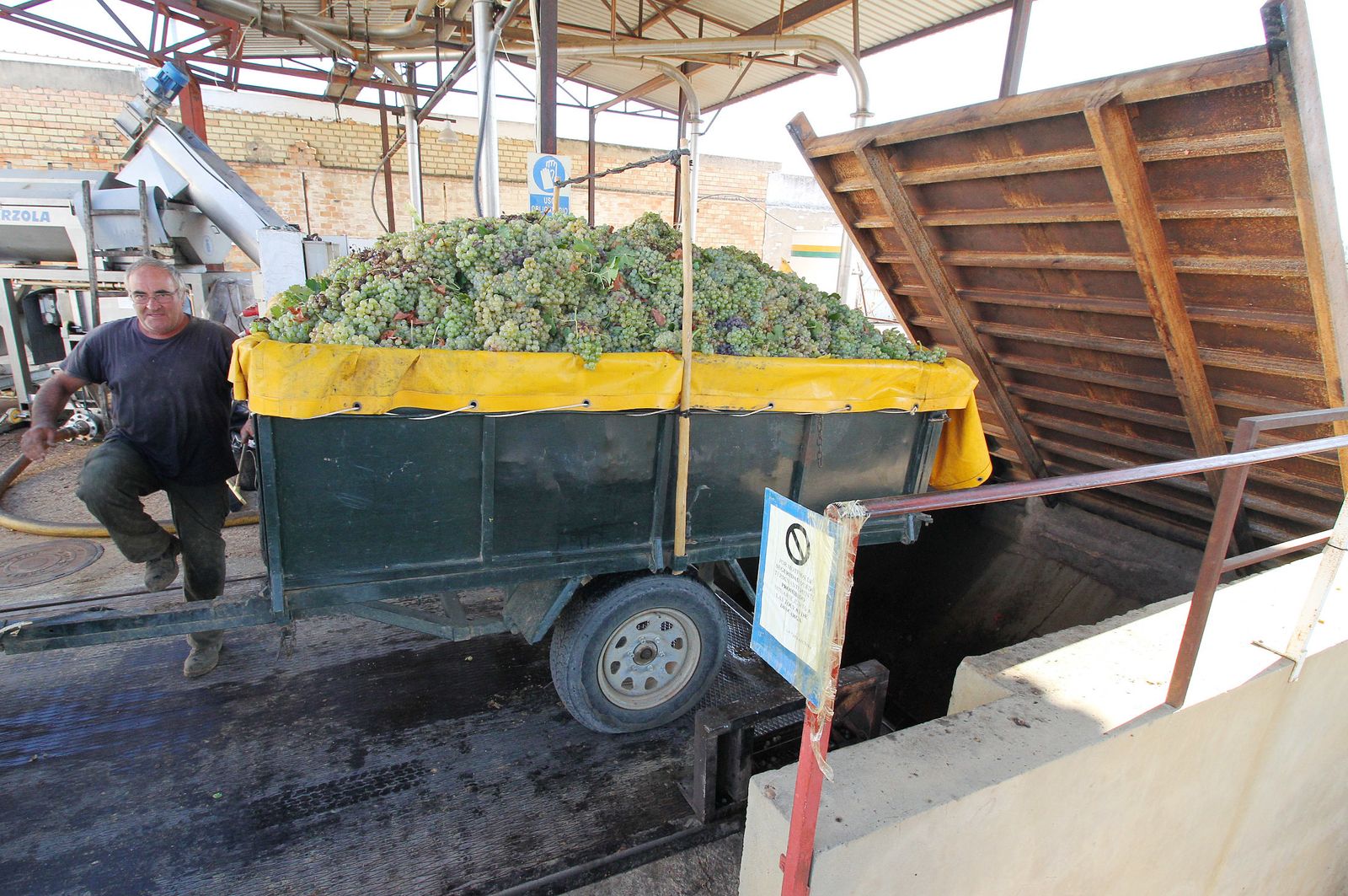 Imágenes de la vendimia en el Condado de Huelva.