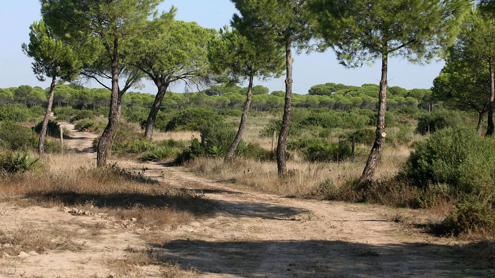 El Ayuntamiento de Moguer deberá proceder a la limpieza de los terrenos, un proyecto ya licitado el año pasado.