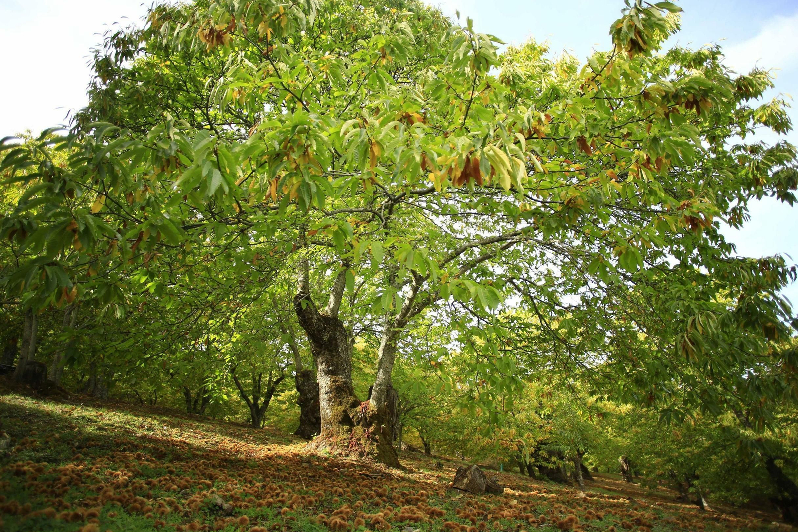 Fotos del Bosque de Cobre en el Valle del Genal.