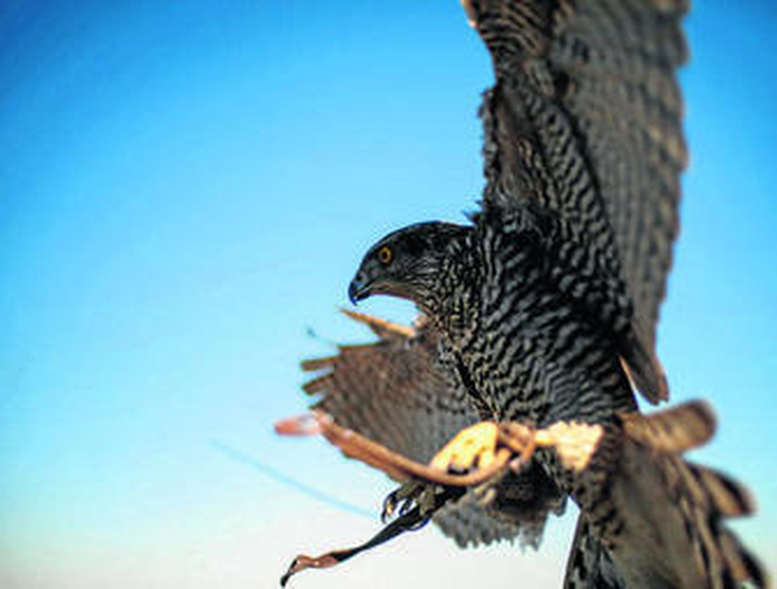 La capital de la cetrería