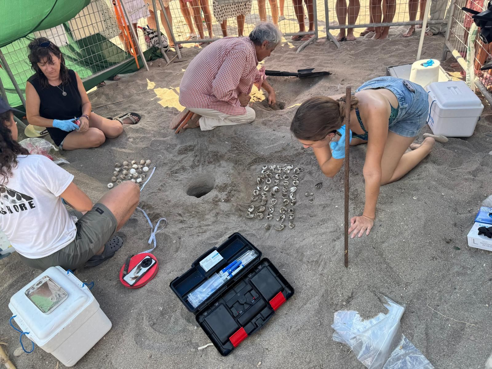 Restos del nido localizado en junio en la playa de la Rumina, Mojácar.