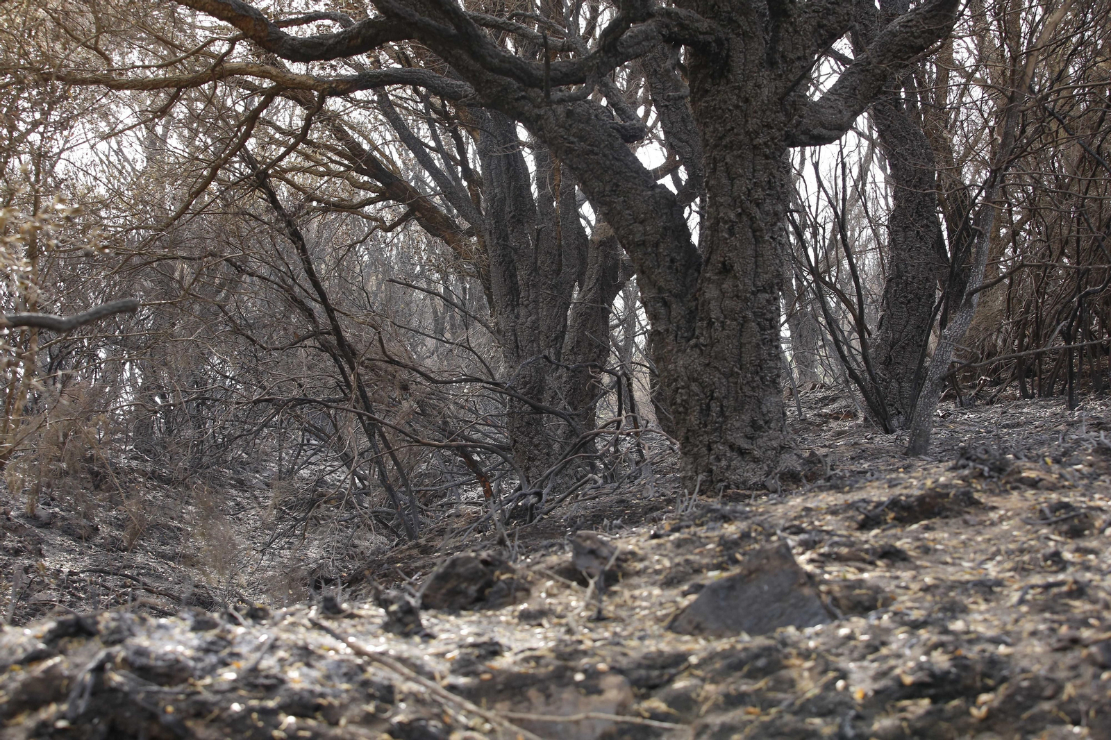 El incendio de Sierra Bermeja una semana después, en fotos