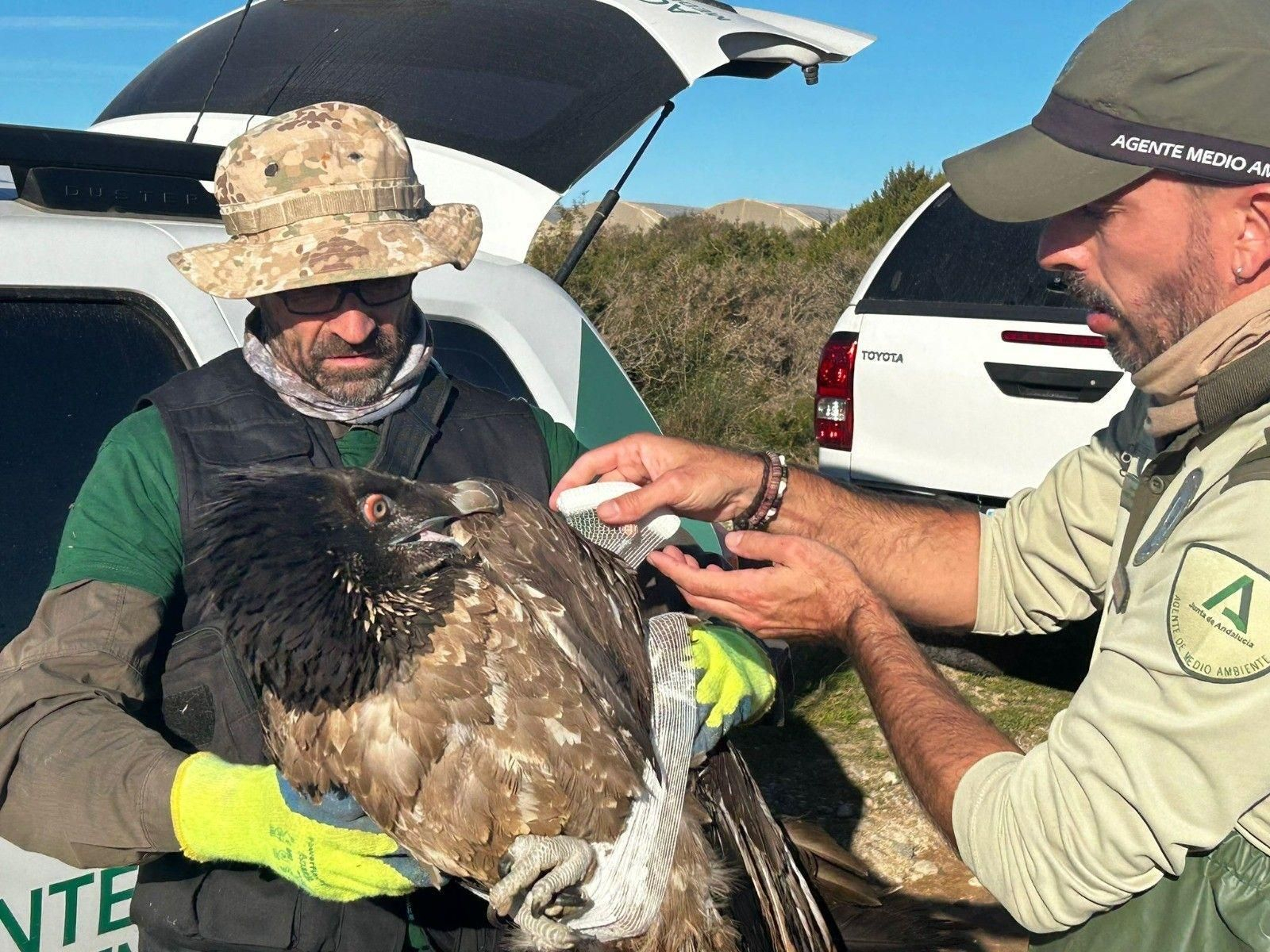 Ejemplar de quebrantahuesos recuperado en el paraje Punta Entinas-Sabinar en Almería. Ejemplar de quebrantahuesos recuperado en el paraje Punta Entinas-Sabinar en Almería.