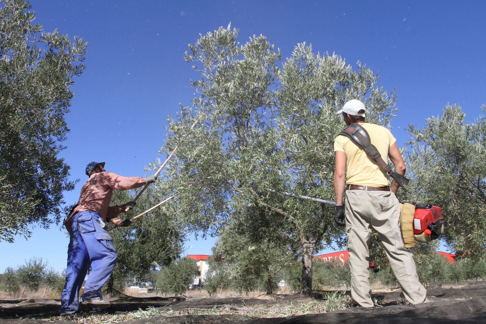 Recogida de aceituna en una finca de Beas.
