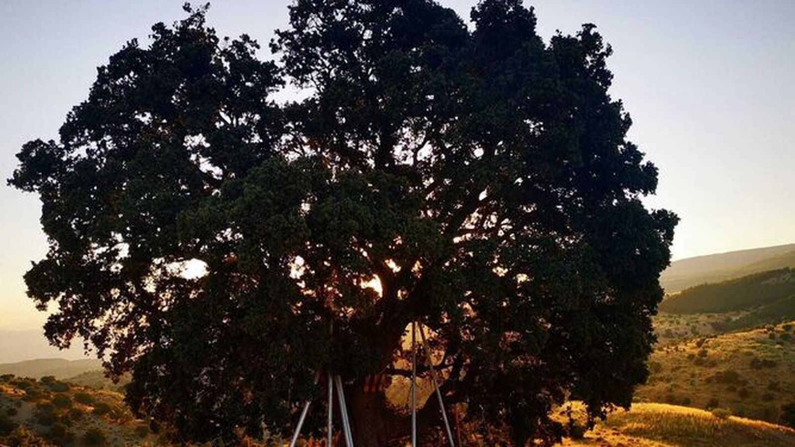 En julio del año pasado se llevaron a cabo trabajos de poda para evitar su muerte.