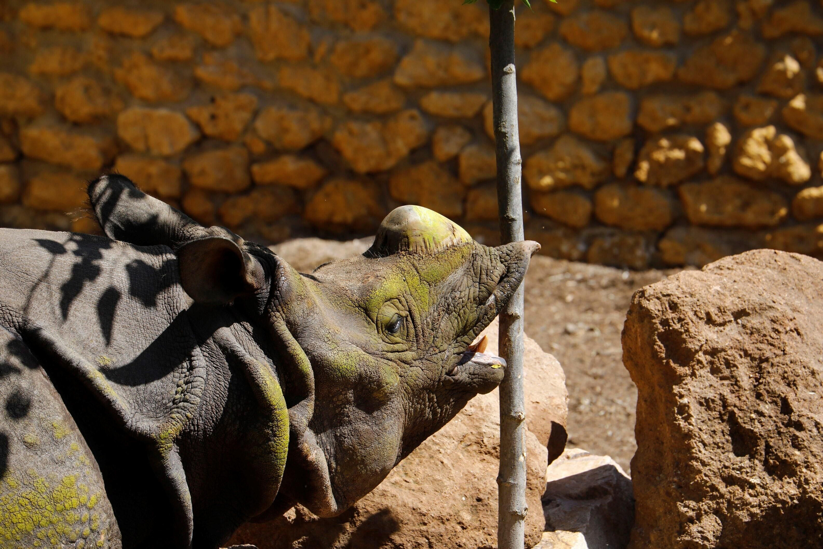 Así es Manas, el rinoceronte indio del Zoo de Córdoba