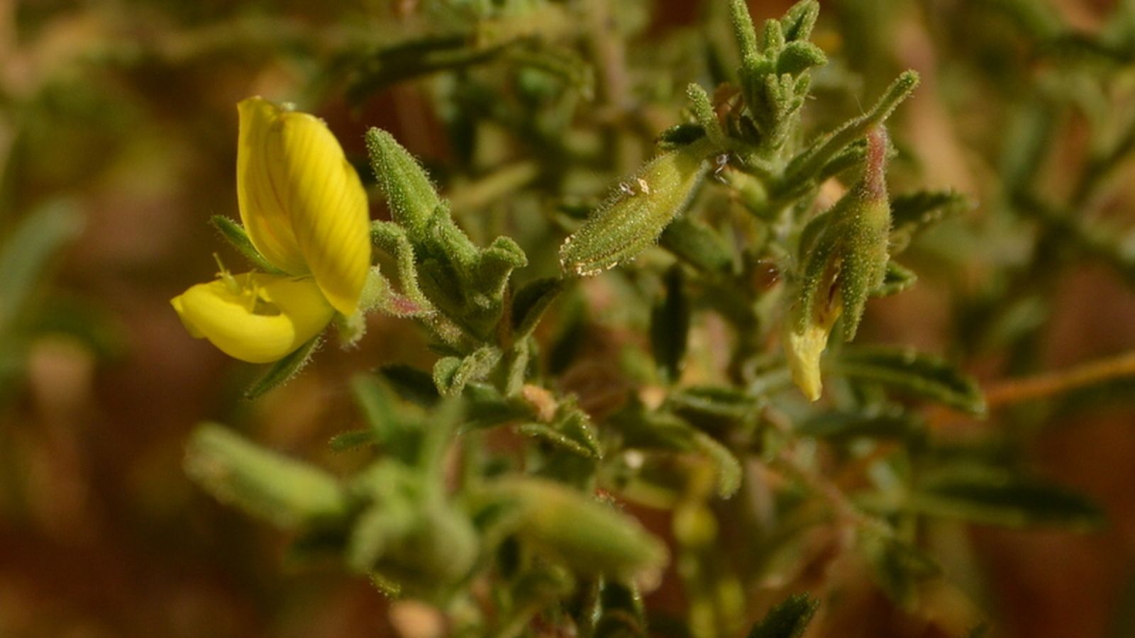 'Ononis talaverae', una de las valiosas especies botánicas existentes en la finca La China.