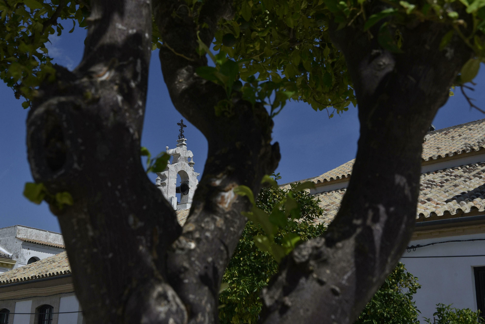 Estepa, en imágenes