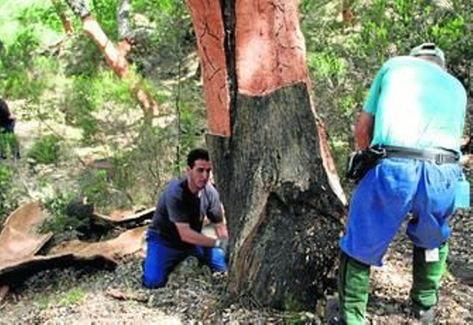 Dos personas extraen las placas de corcho de un ejemplar de alcornoque, en imagen de archivo.