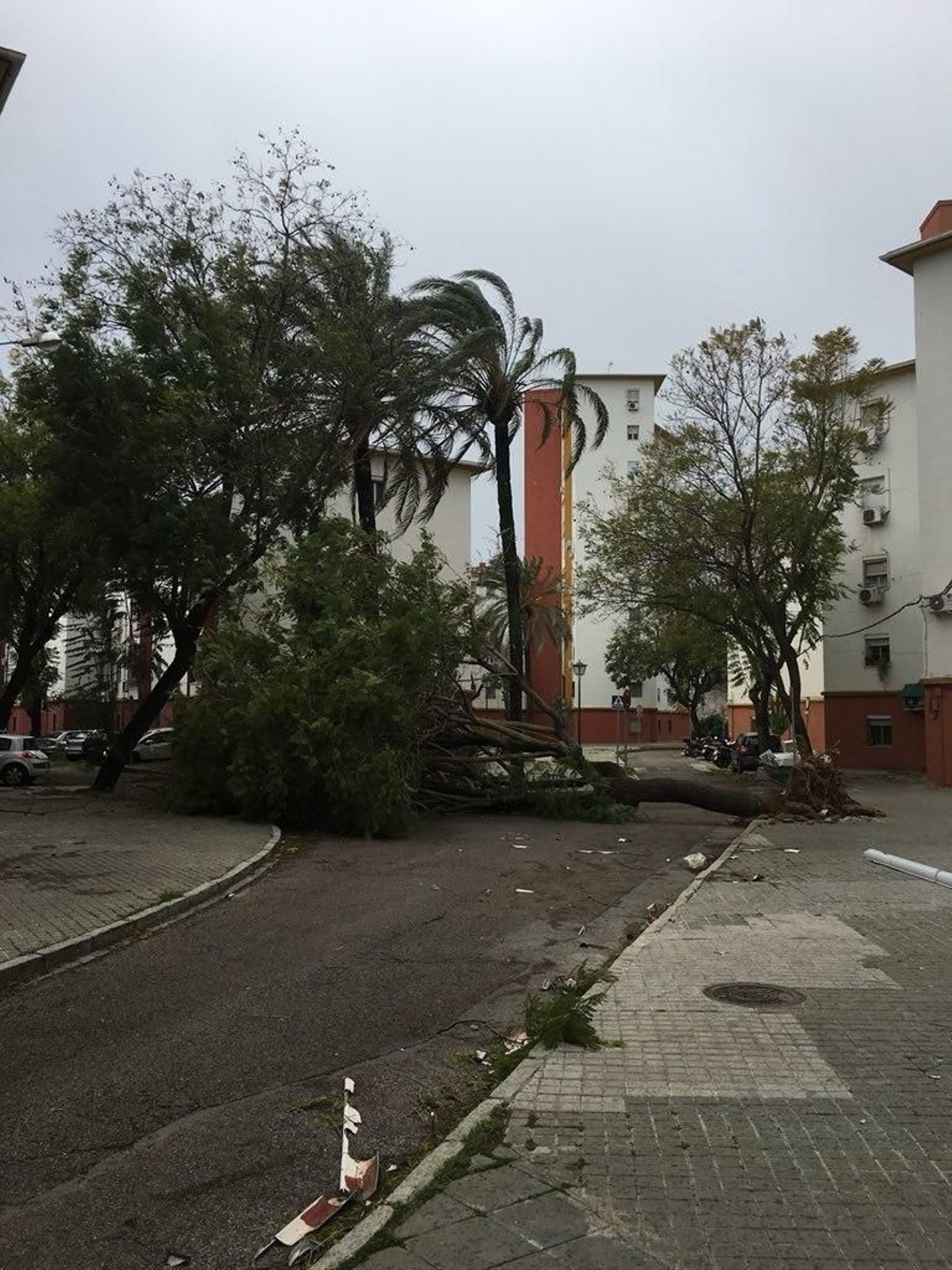 Las imágenes de los daños del viento en Sevilla