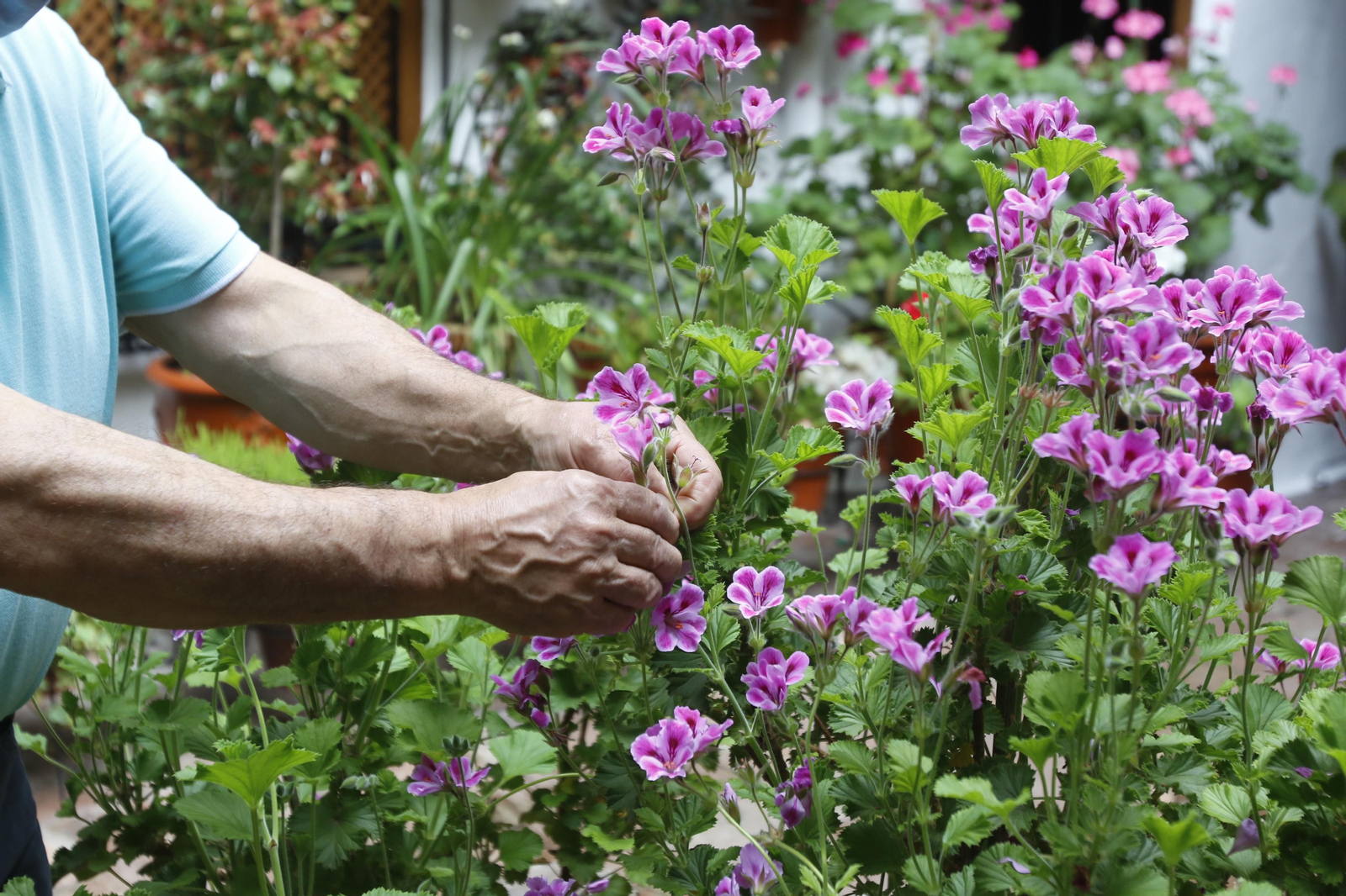 Los Patios de Córdoba en tiempos de crisis: Duque de la Victoria, 3