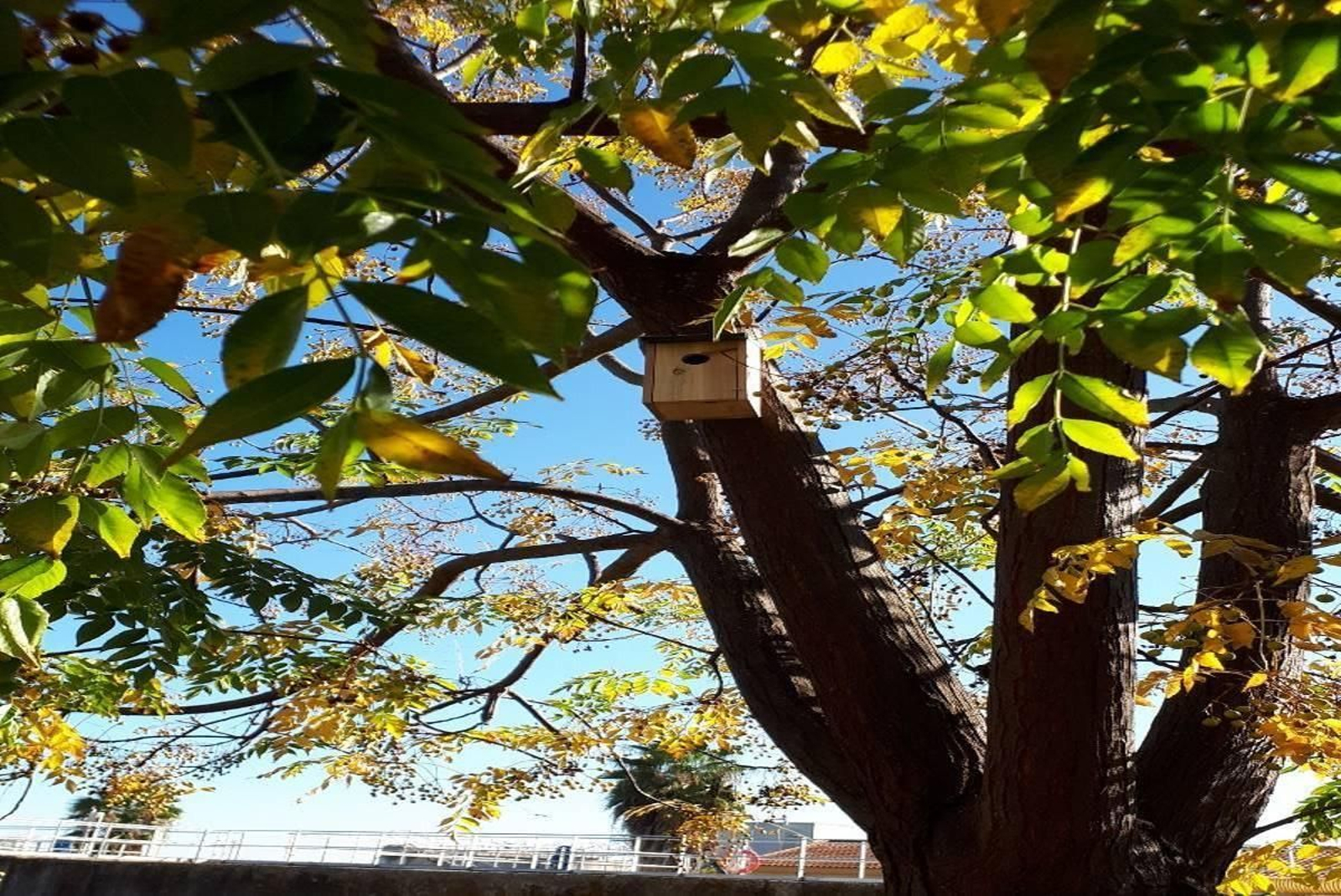 Una caja nido en un árbol.