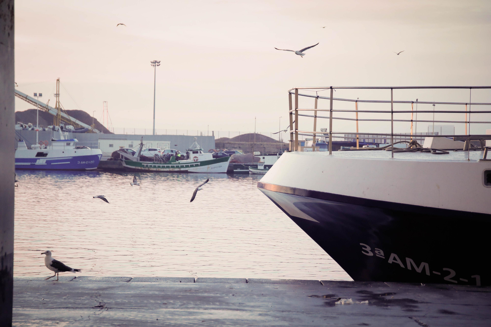 Te contamos en imágenes como ha sido la descarga de las traiñas en la lonja de Almería