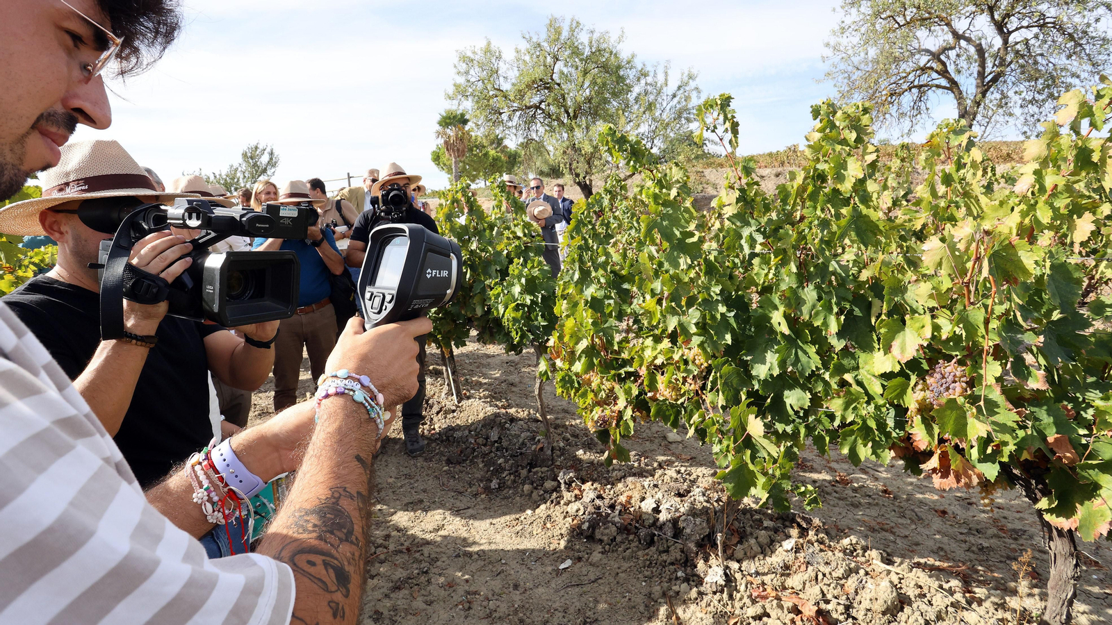 Vinos ecológicos con uva Pedro Ximénez