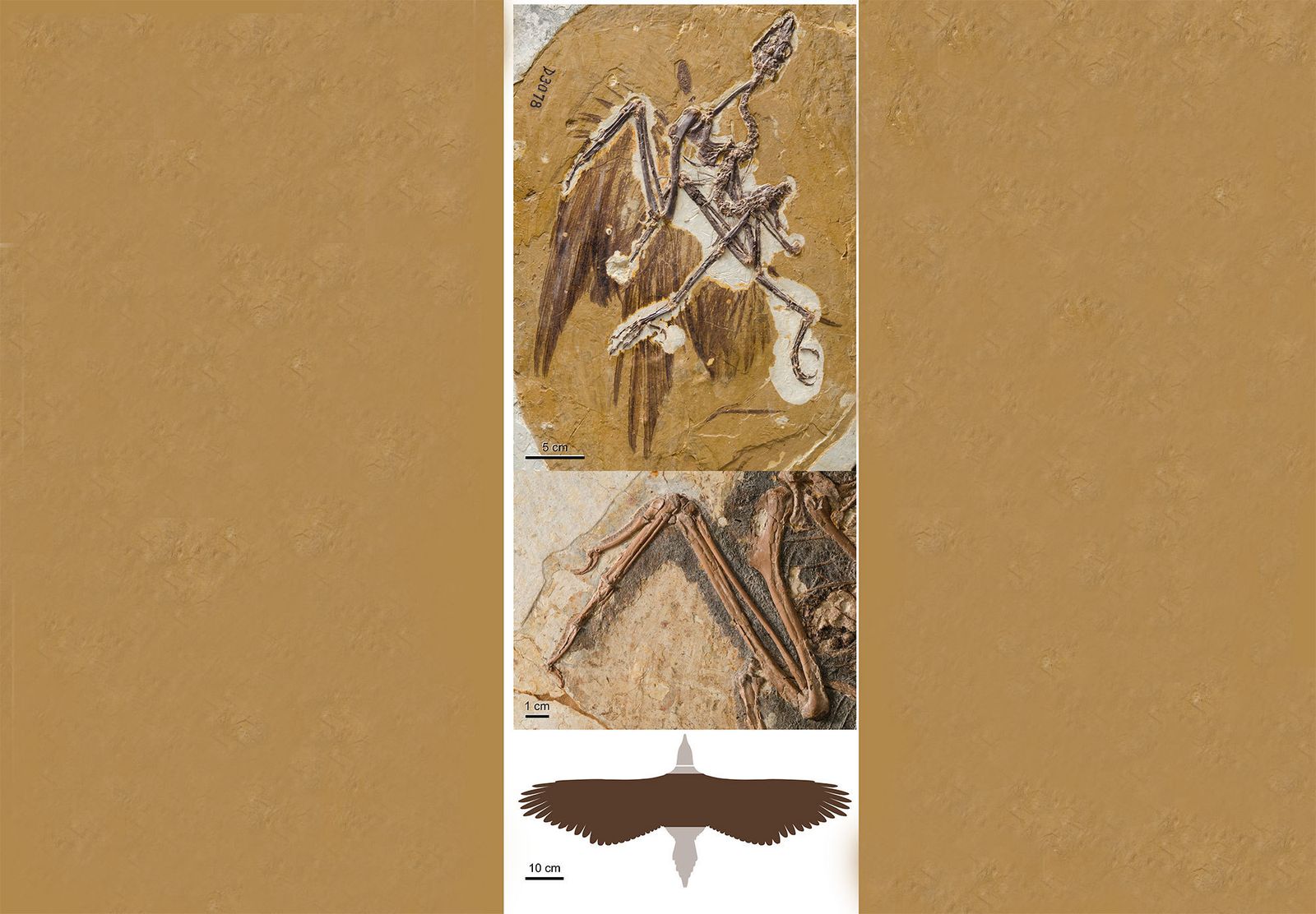 Reconstrucción del vuelo