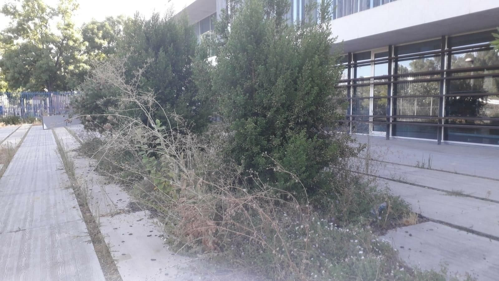 Un seto frente a la biblioteca Felipe González.