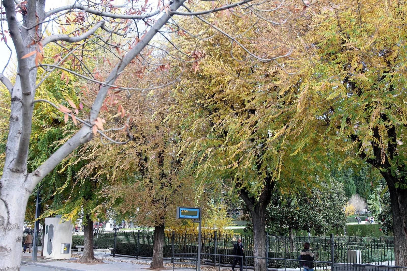 Imagen del árbol de Constitución.