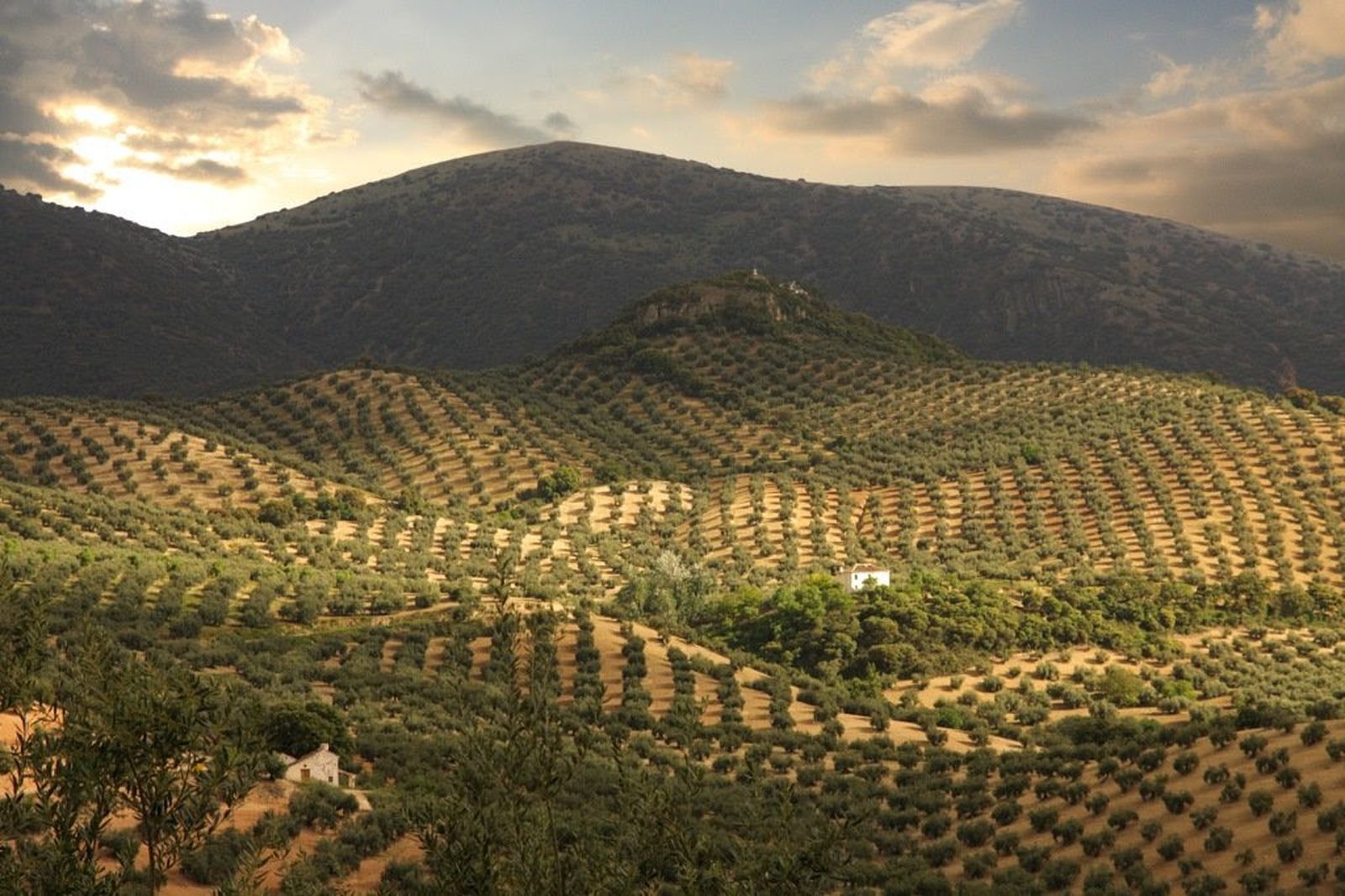 Olivares en la Subbética.