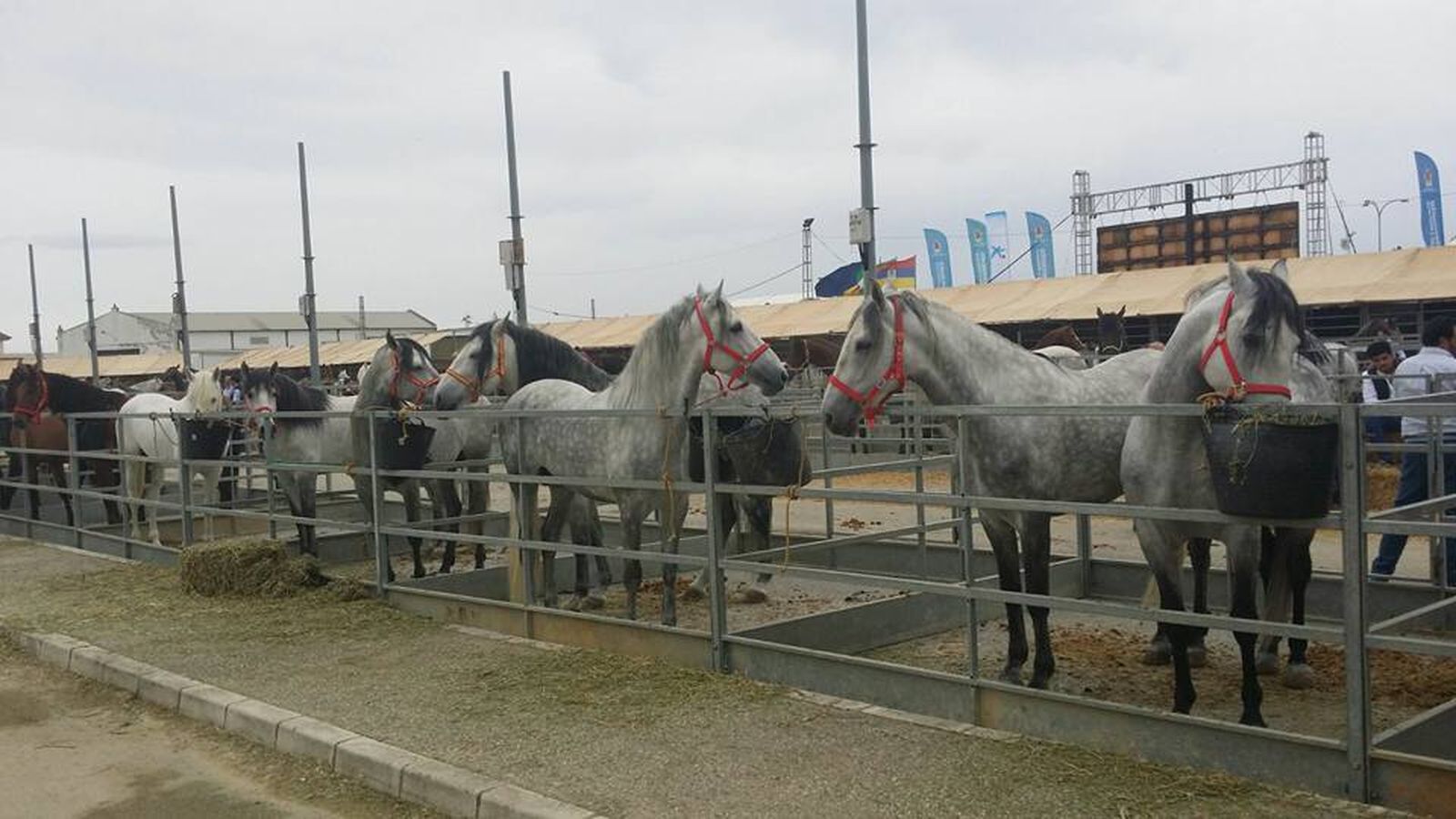 Ejemplares expuestos en la Feria Agroganadera de Los Palacios.