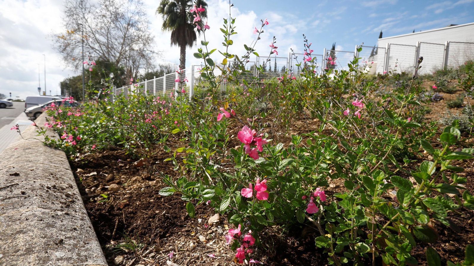 Repoblación del hospital Reina Sofía.