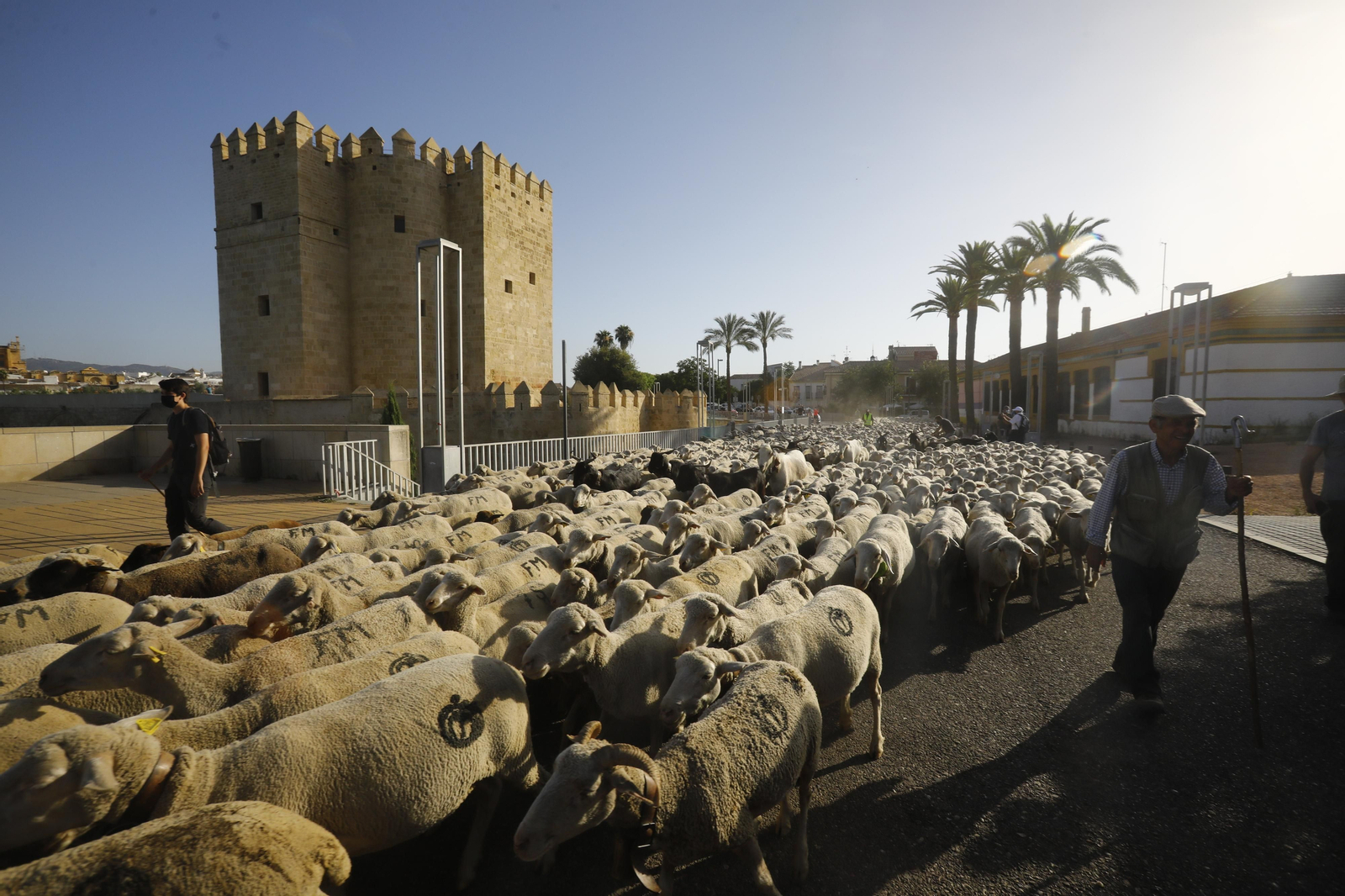 El paso de las ovejas de la ganadería Las Albaidas por Cordoba, en imágenes