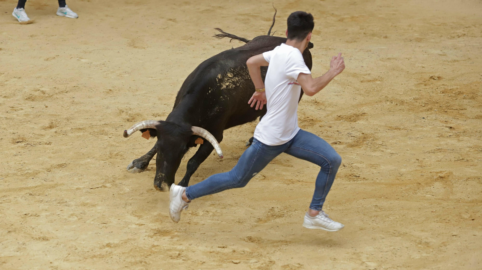 Imágenes del Toro Embolao de Los Barrios