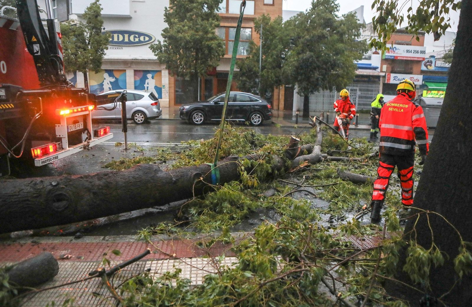 Un árbol caído en una calle de Sevilla debido a la borrasca Kristin.