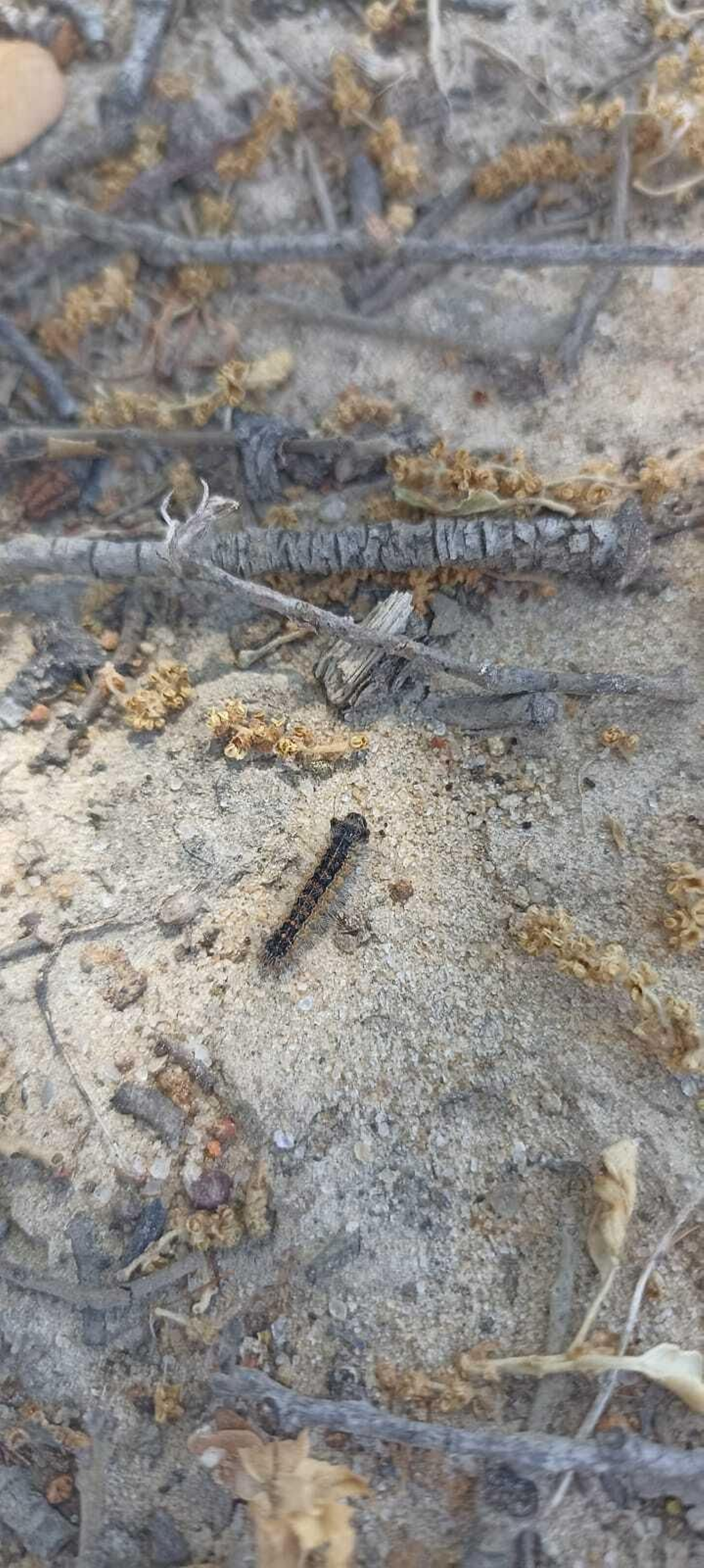 Ejemplar de lagarta peluda, en el suelo tras la aplicación del Decis Expert.