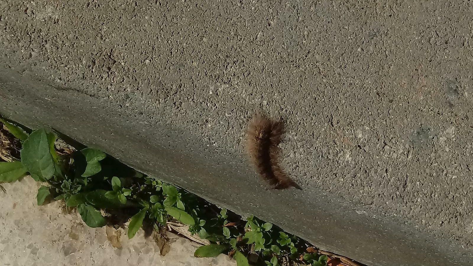 Oruga en el parque de Los Pinos.