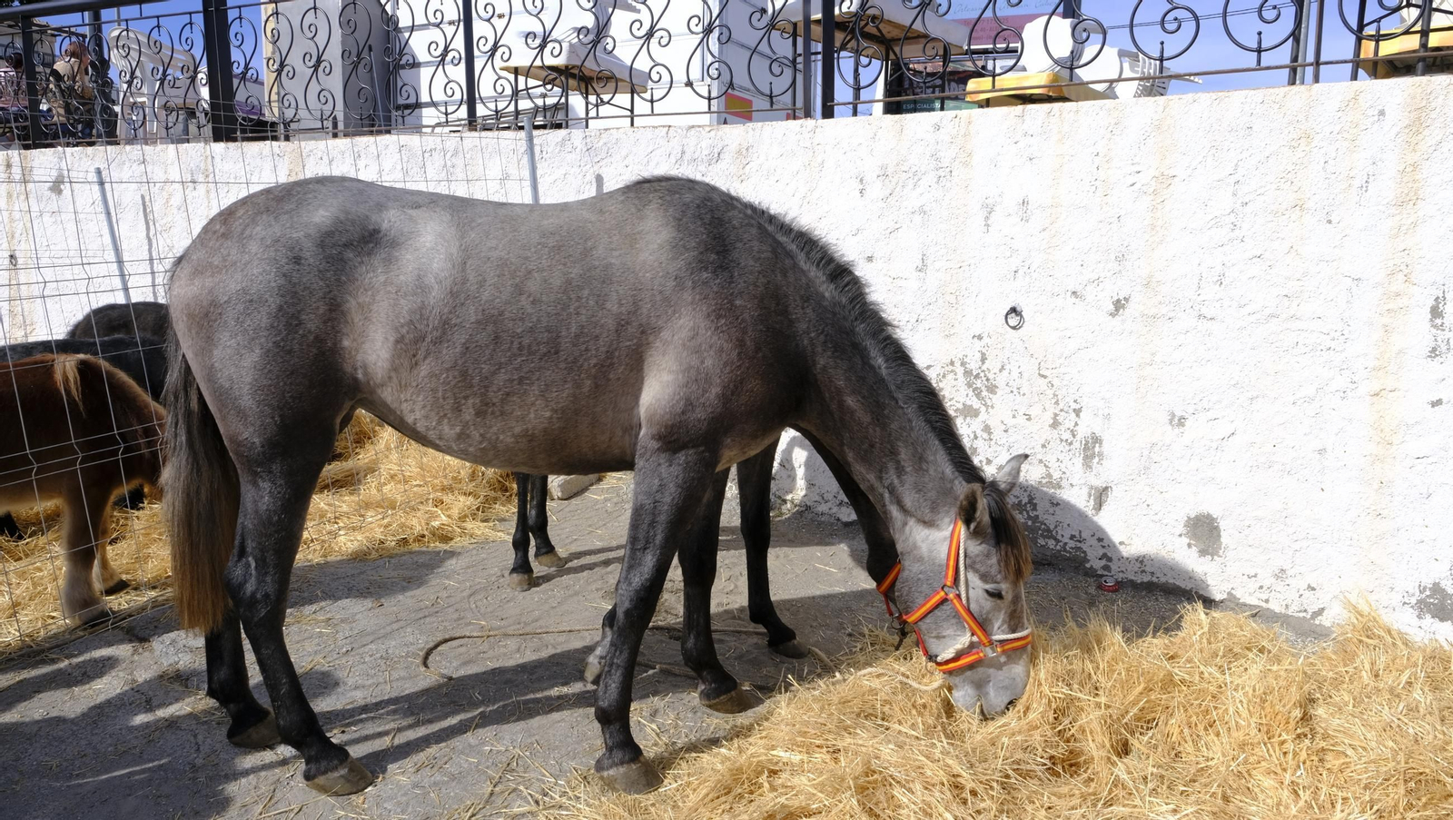 Las fotos de la Feria del Ganado y del Pájaro Perdiz en Albox