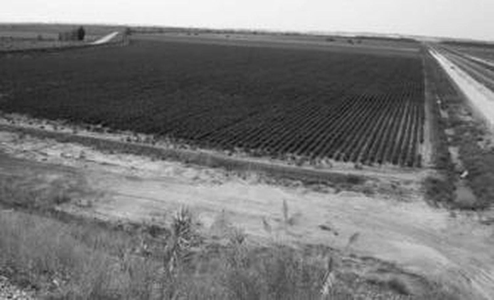 Terrenos incluidos en el convenio suscrito entre Impulsa El Puerto y cuatro empresas para la construcción del nuevo polígono industrial.