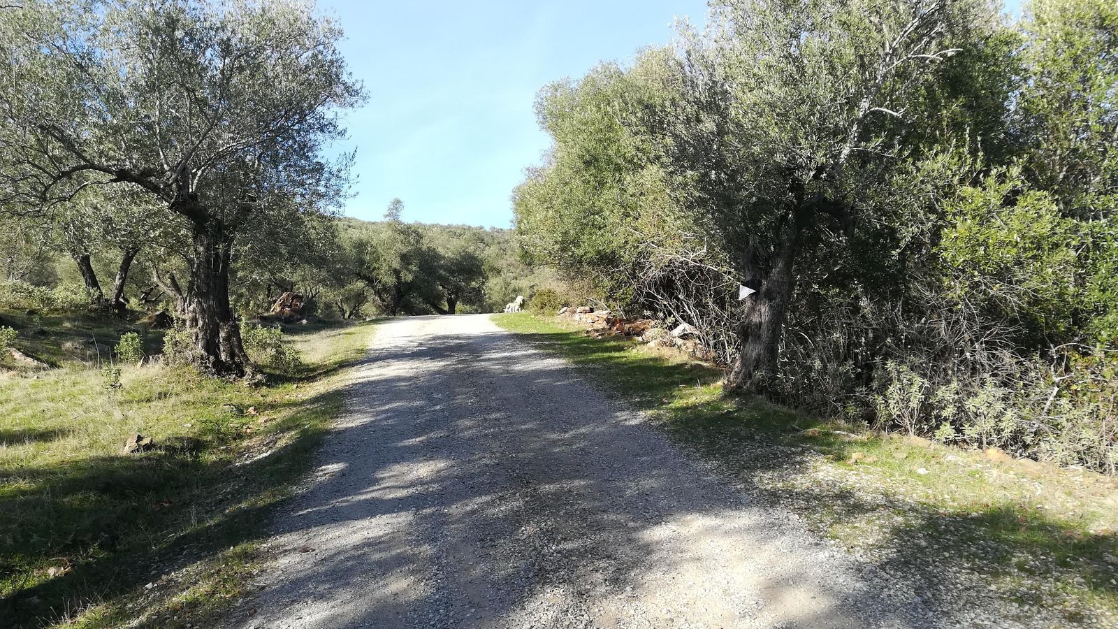 La subida al Mojón en Santa Olalla del Cala La subida al Mojón en Santa Olalla del Cala