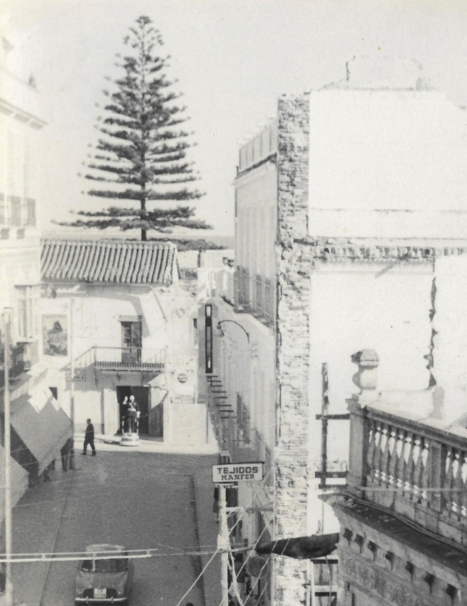 La araucaria que se levantaba en una de las viviendas de la calle Muro