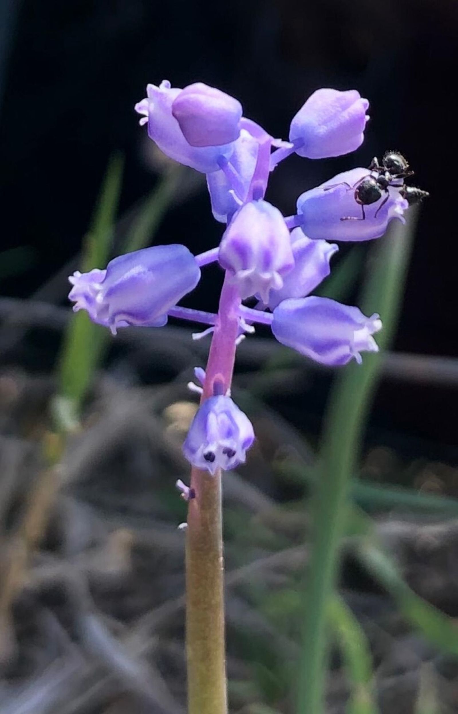 Muscari Parviflorum.