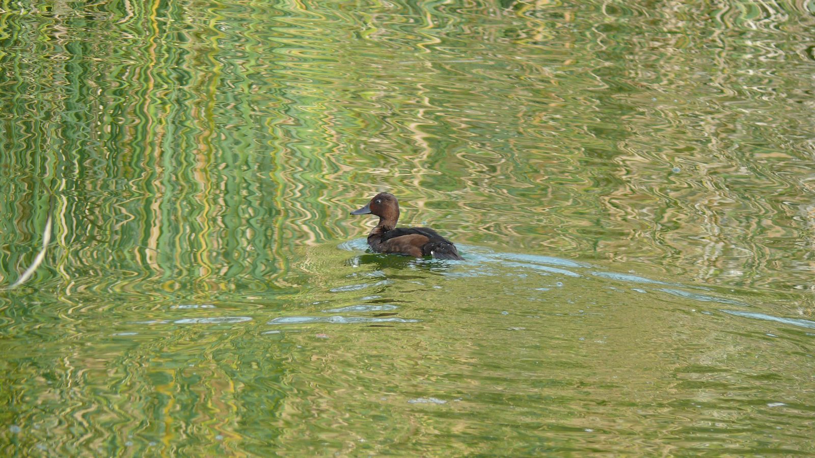 Las imágenes de la suelta de fochas cornudas y porrones pardos