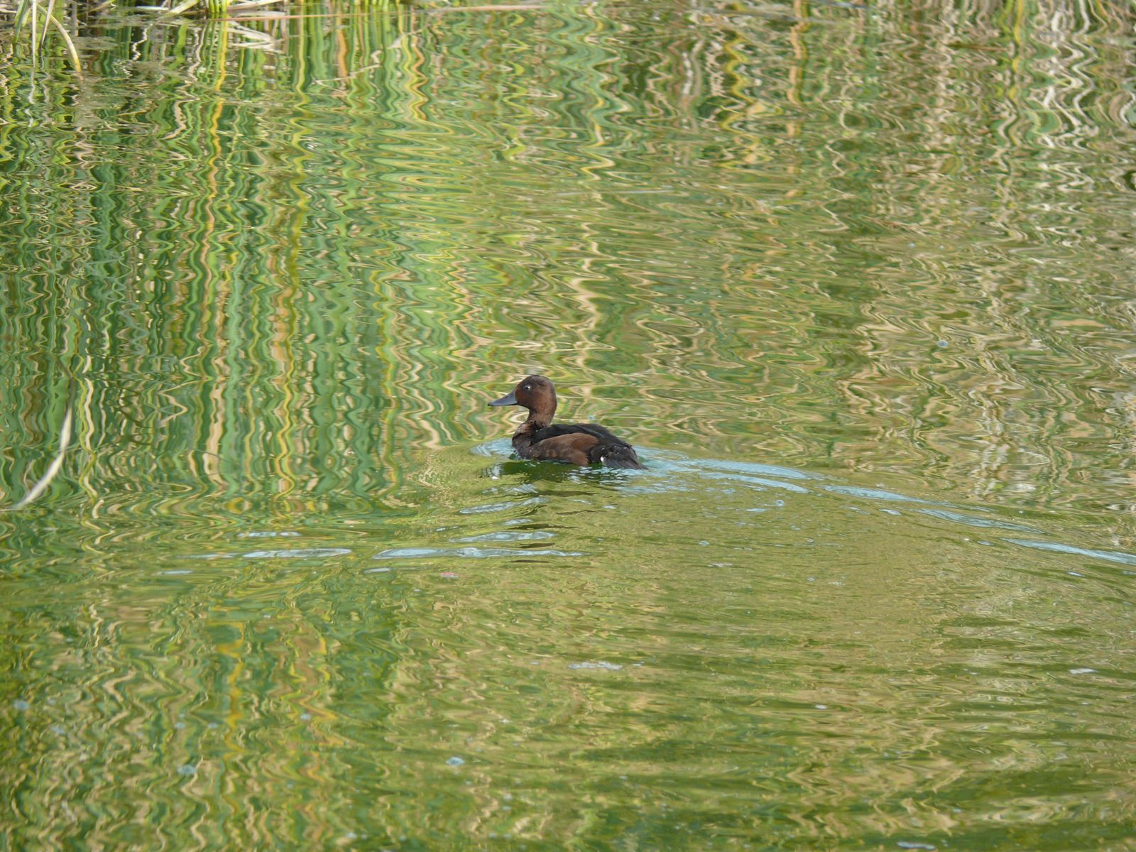 Las imágenes de la suelta de fochas cornudas y porrones pardos