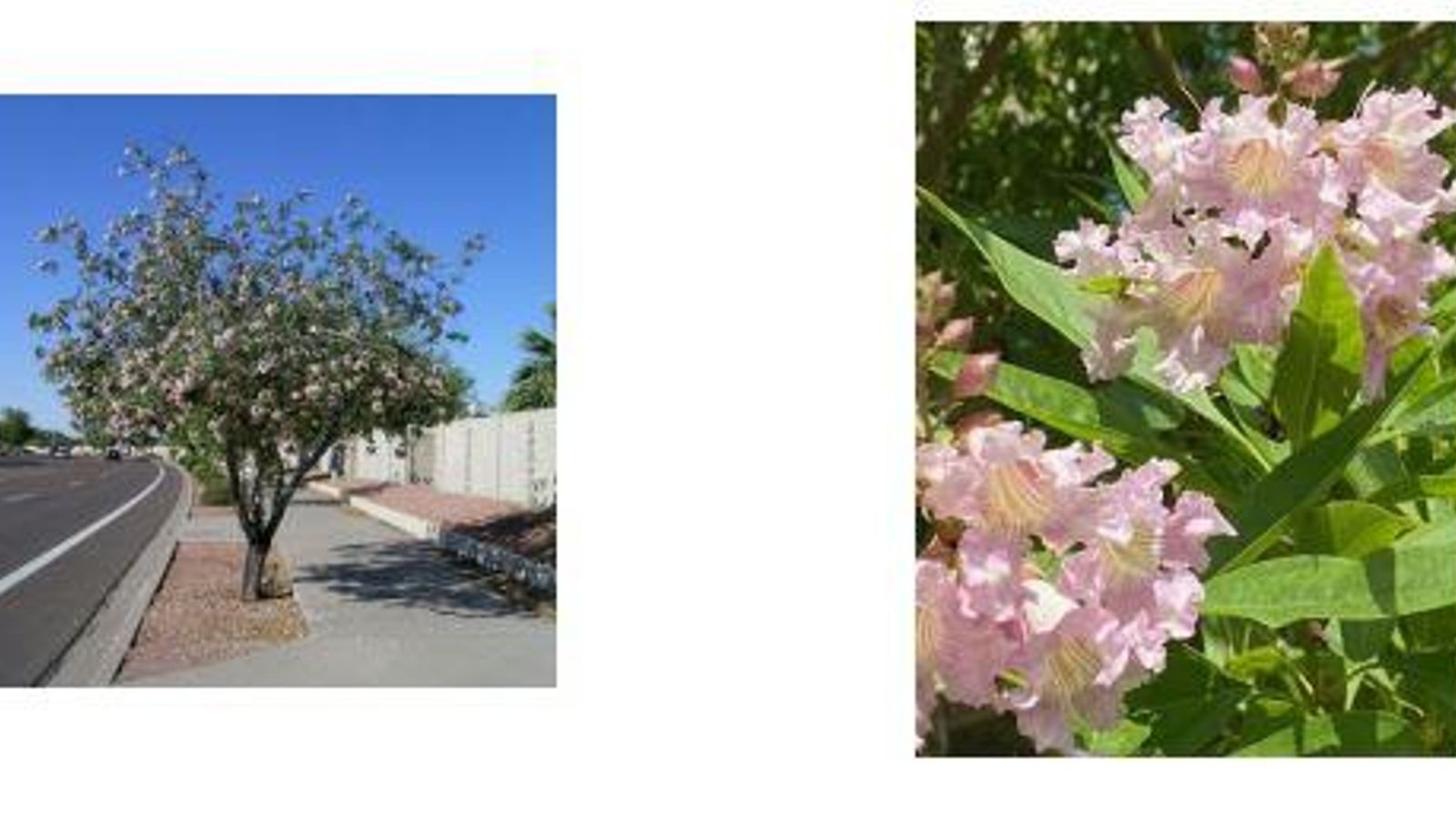 Chitalpa Tashkentensis.