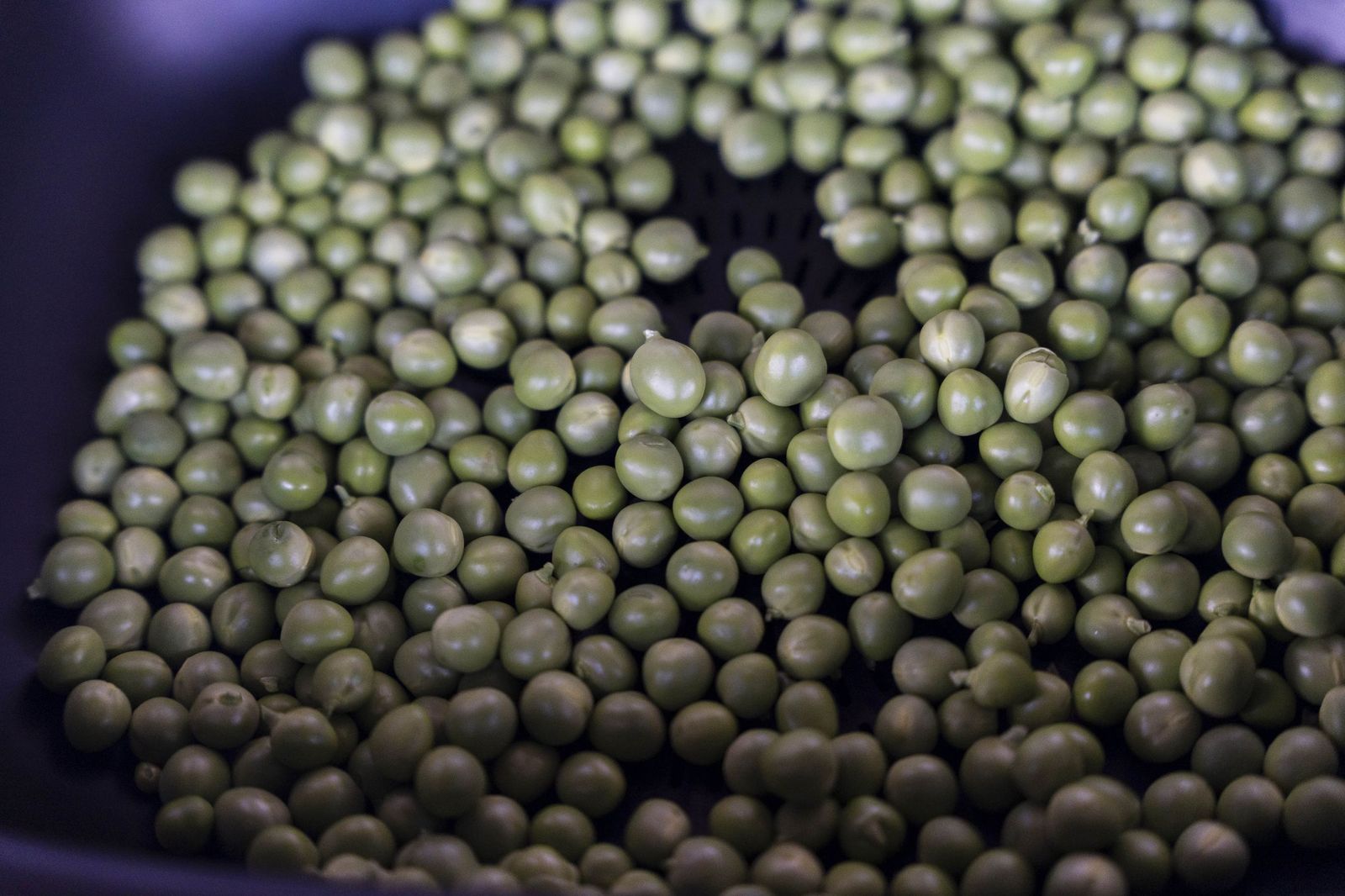 V Campeonato Mundial de desgrane de présules, en imágenes