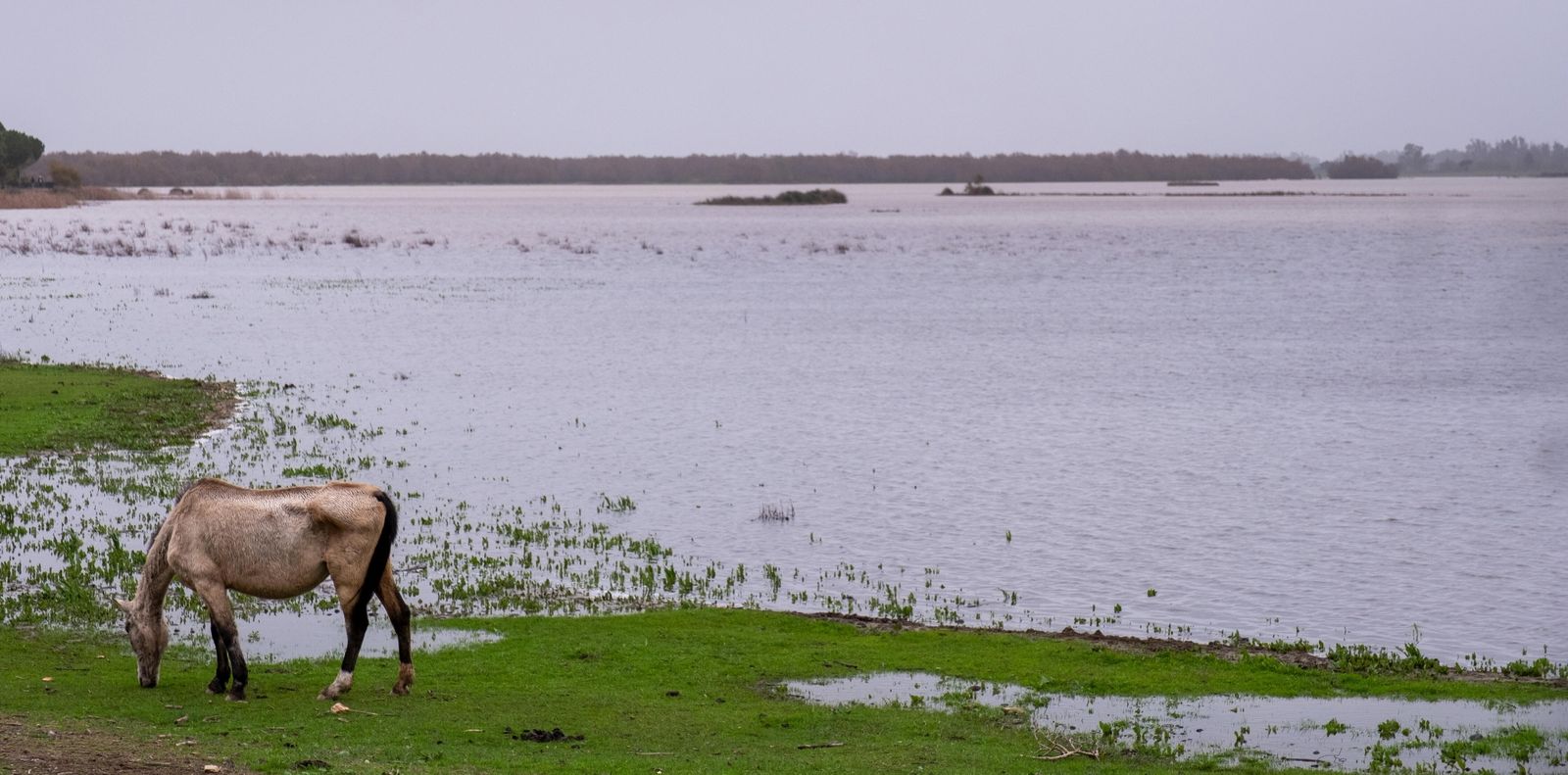 Almonte rechaza la ley de regadíos y reclama agua "para el corazón de Doñana"
