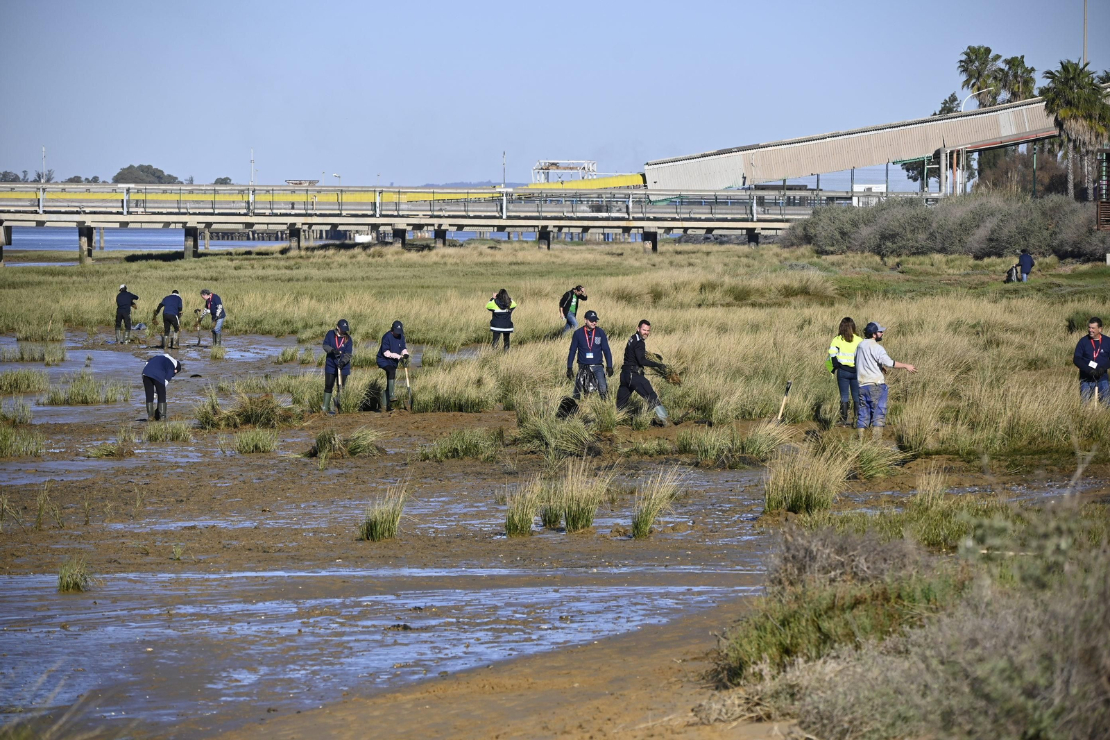 Plantación de la especie autóctona Espartina Marítima en imágenes
