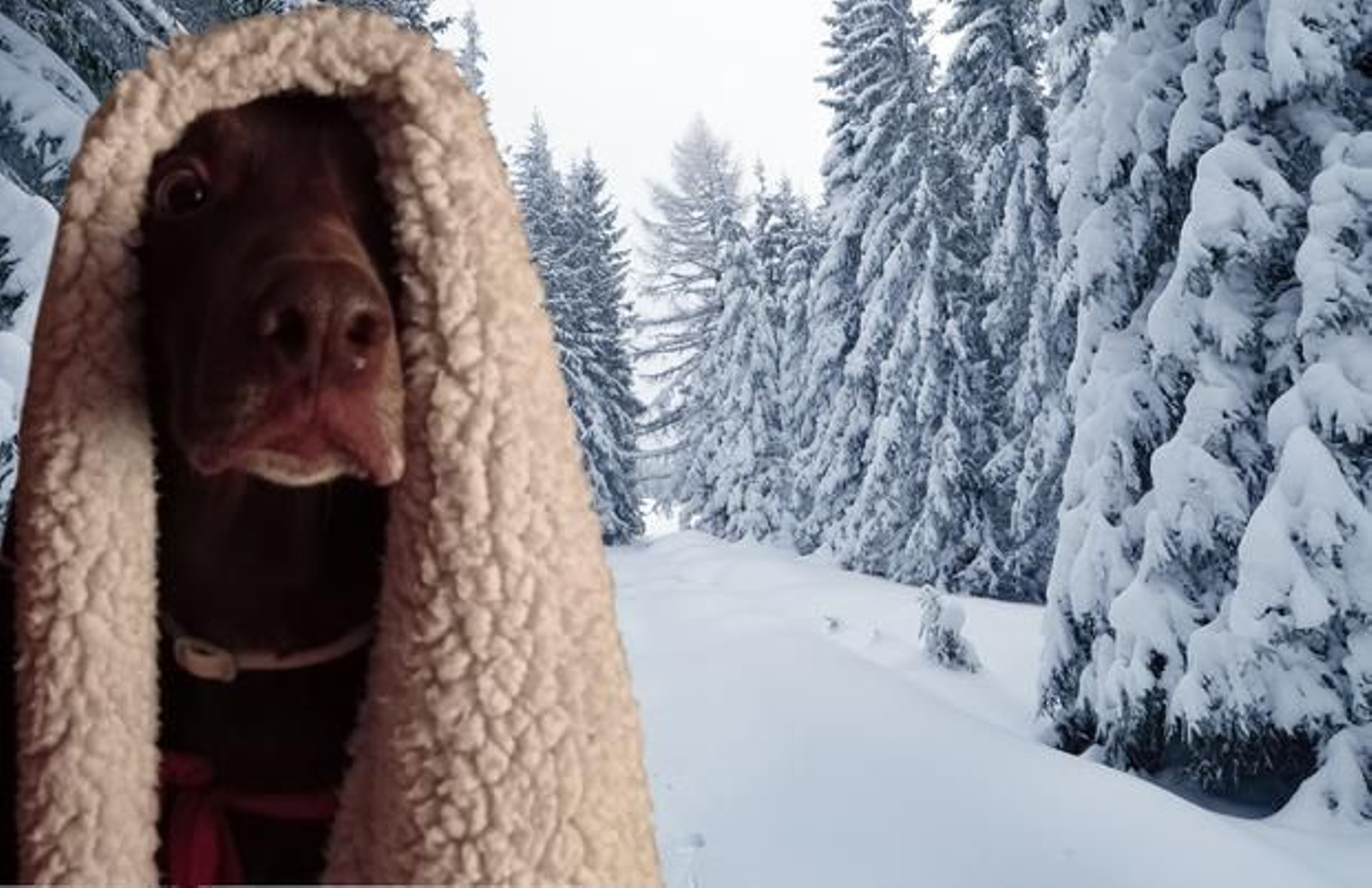 Cuidado con el frío y tu perro: esta es la temperatura mínima que llega a soportar tu mascota