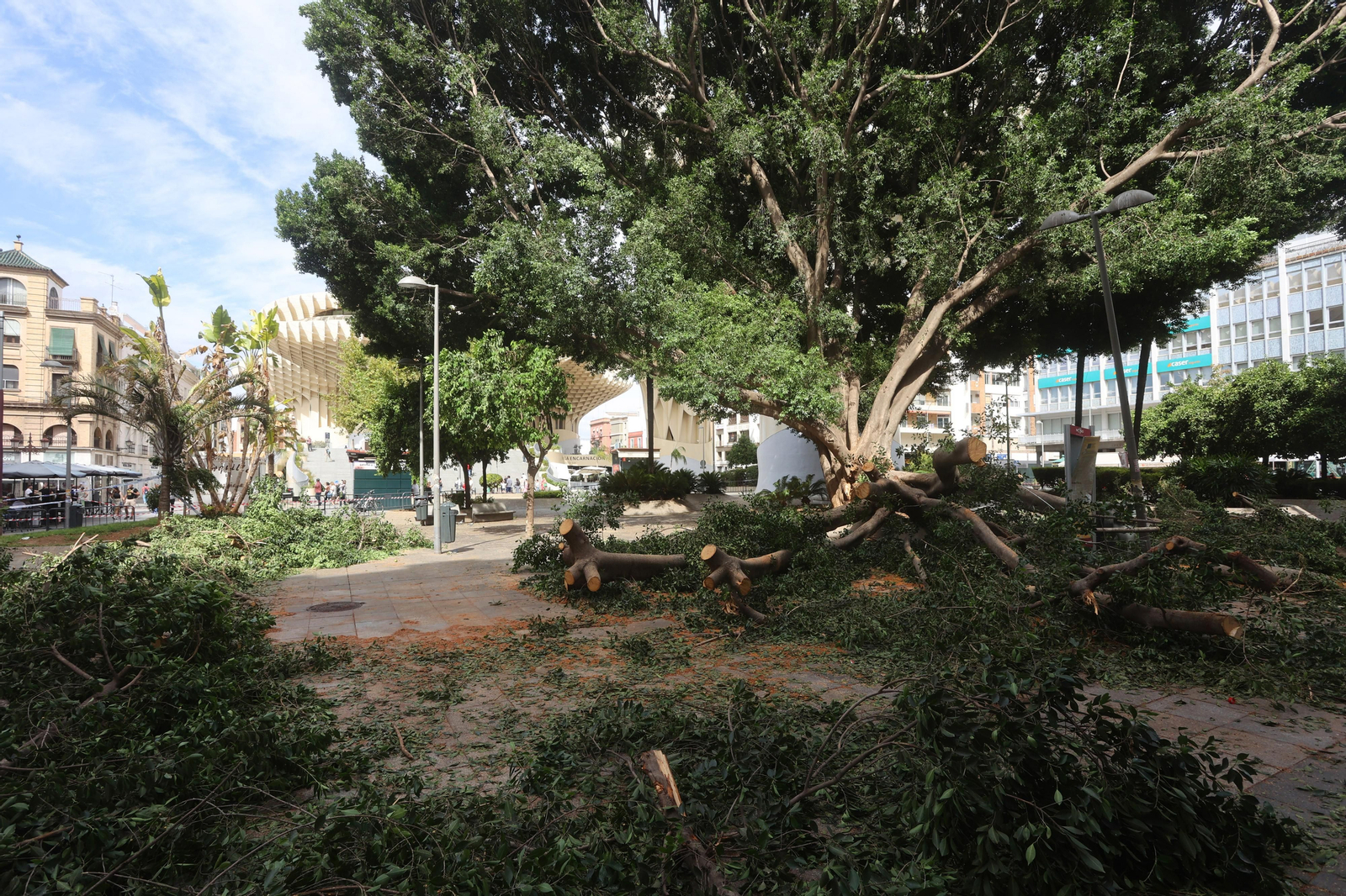 Se cae un árbol en la Encarnación