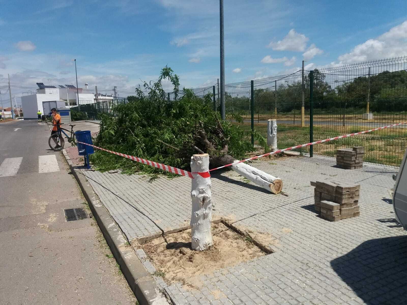 Uno de los ejemplares talados en la calle Dorita La Algabeña.