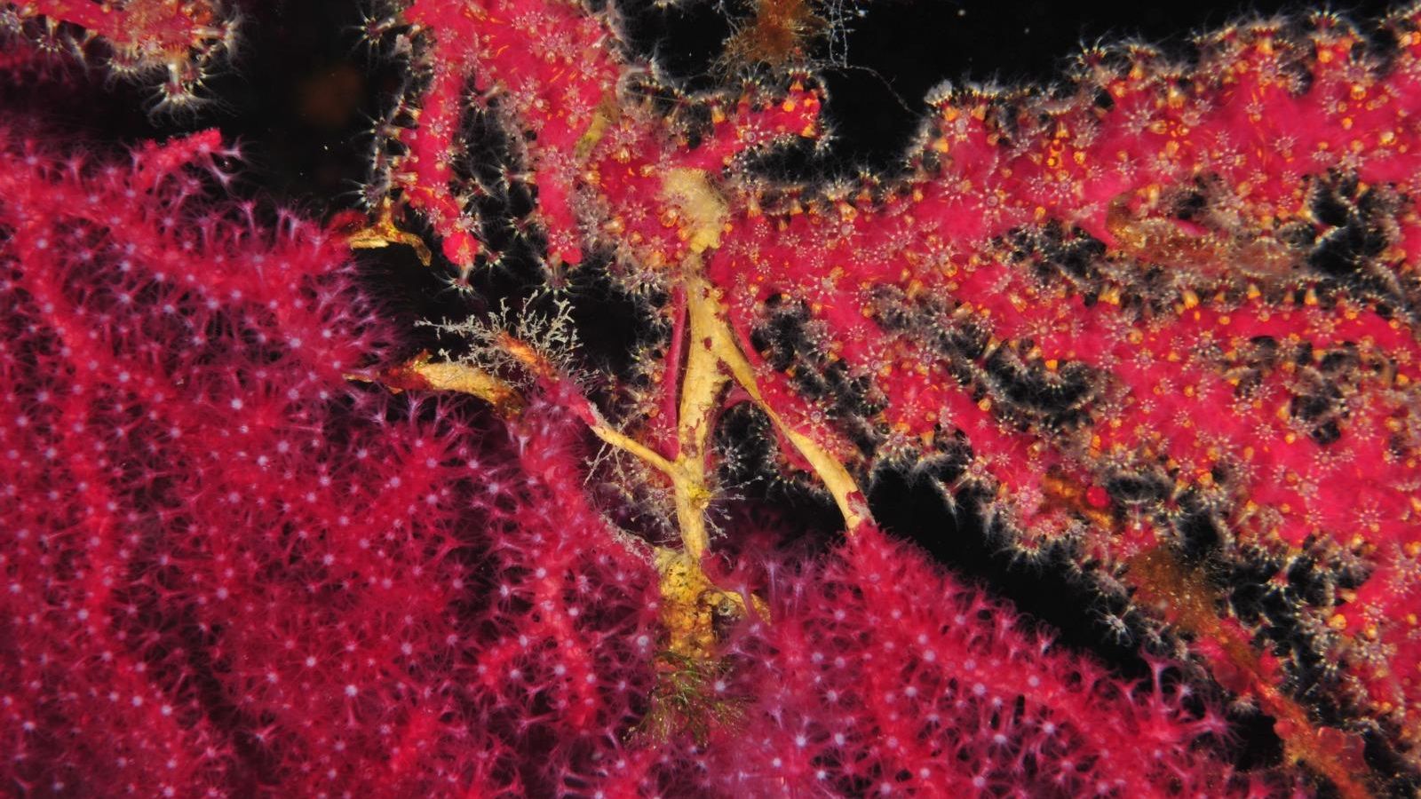 Inicio de necrosis por estrés térmico en Cerdeña