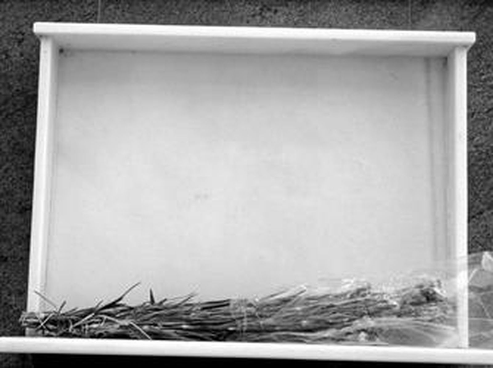 Imagen de una lápida sin nombre en el cementerio de San José.