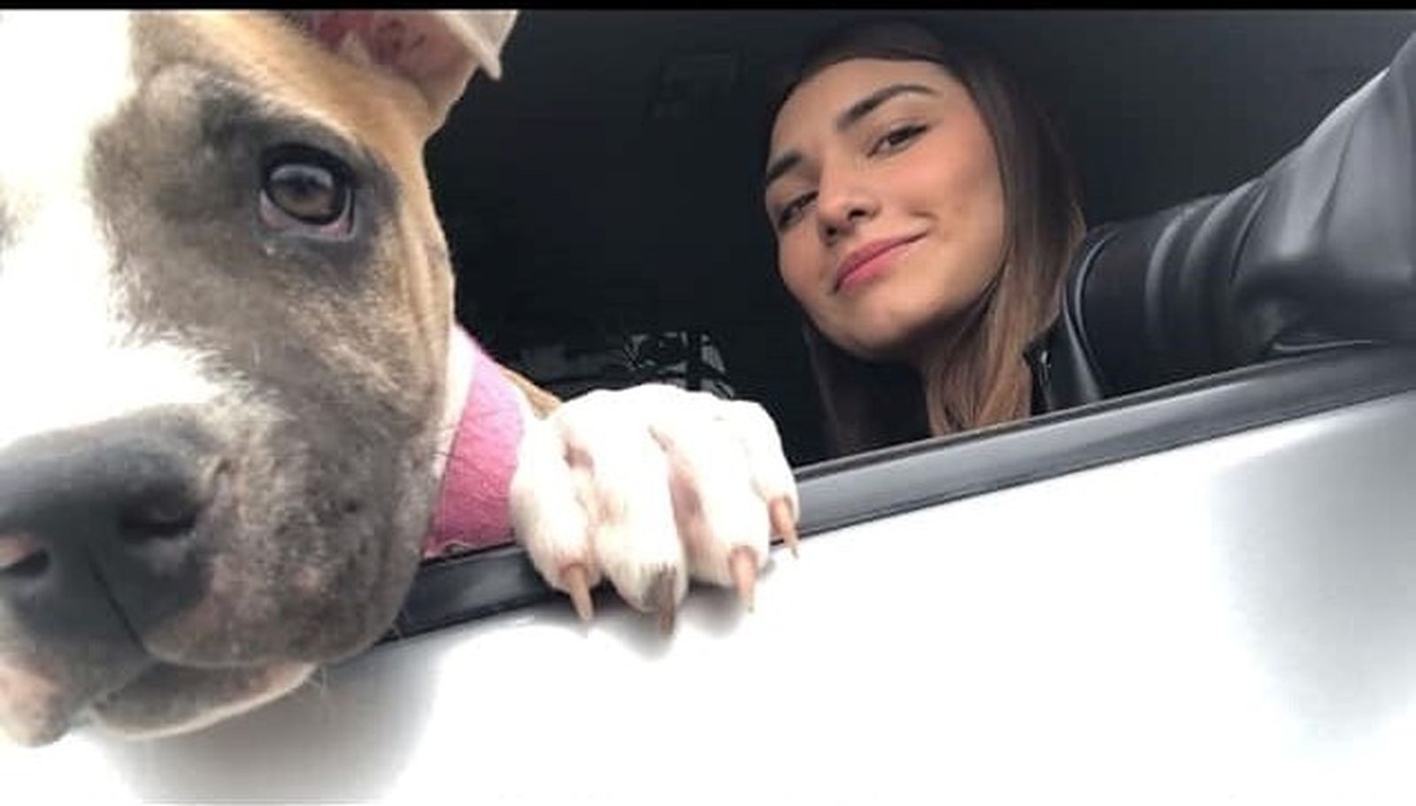 Una perra muere de tristeza días después de que su dueña falleciera