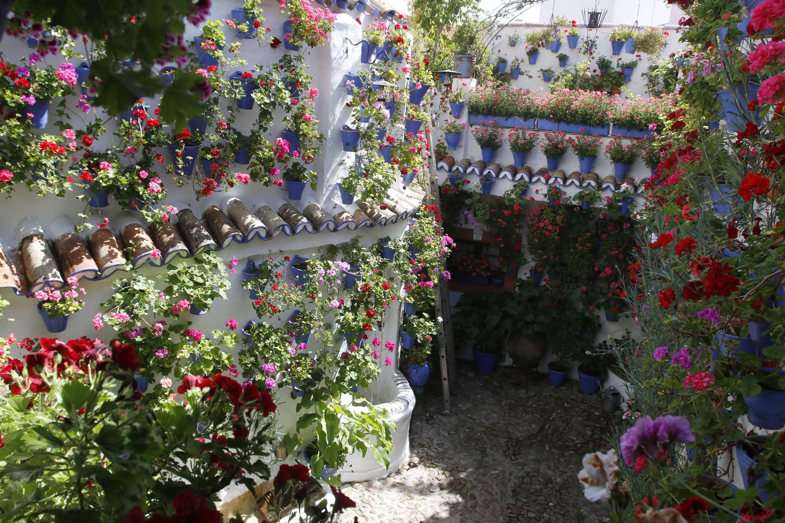 Las fotos de los Patios de Córdoba en tiempos de crisis: Postrera, 28
