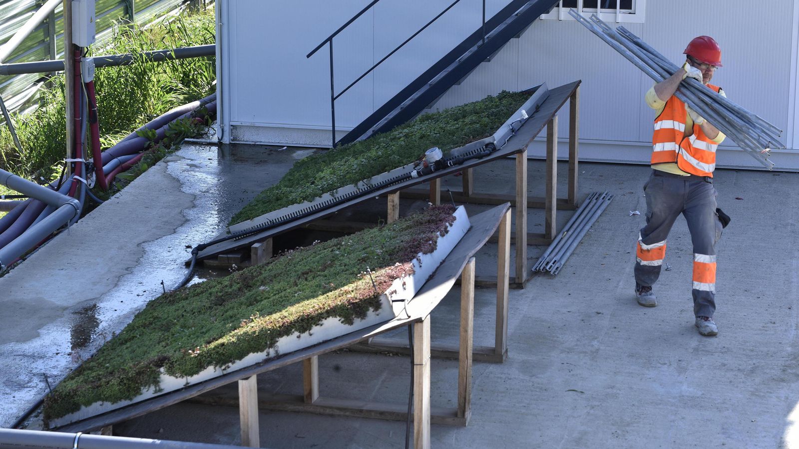 Ensayos vegetales para la cubierta verde con diferentes especies.